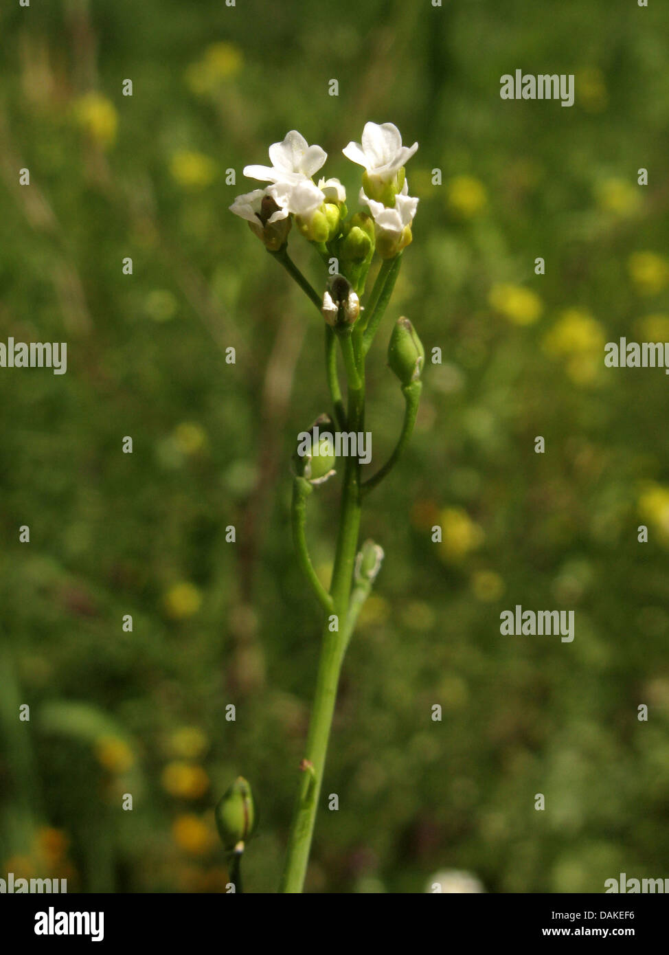 Calepina, White ball-mustard (Calepina irregularis), with flowers and fruits, Greece, Peloponnese Stock Photo
