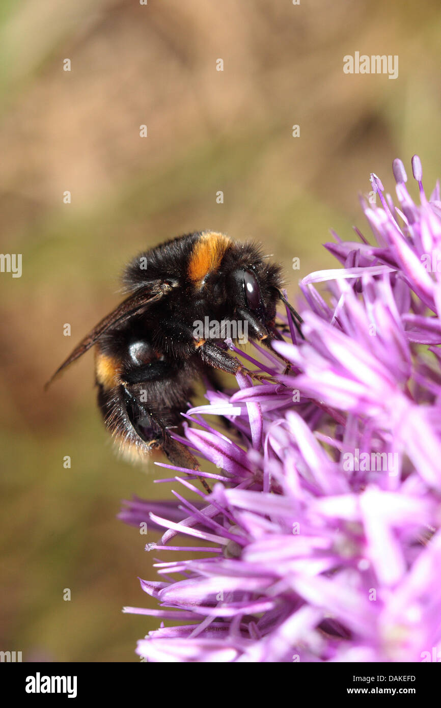 Bumblebee nectar feeding Stock Photo