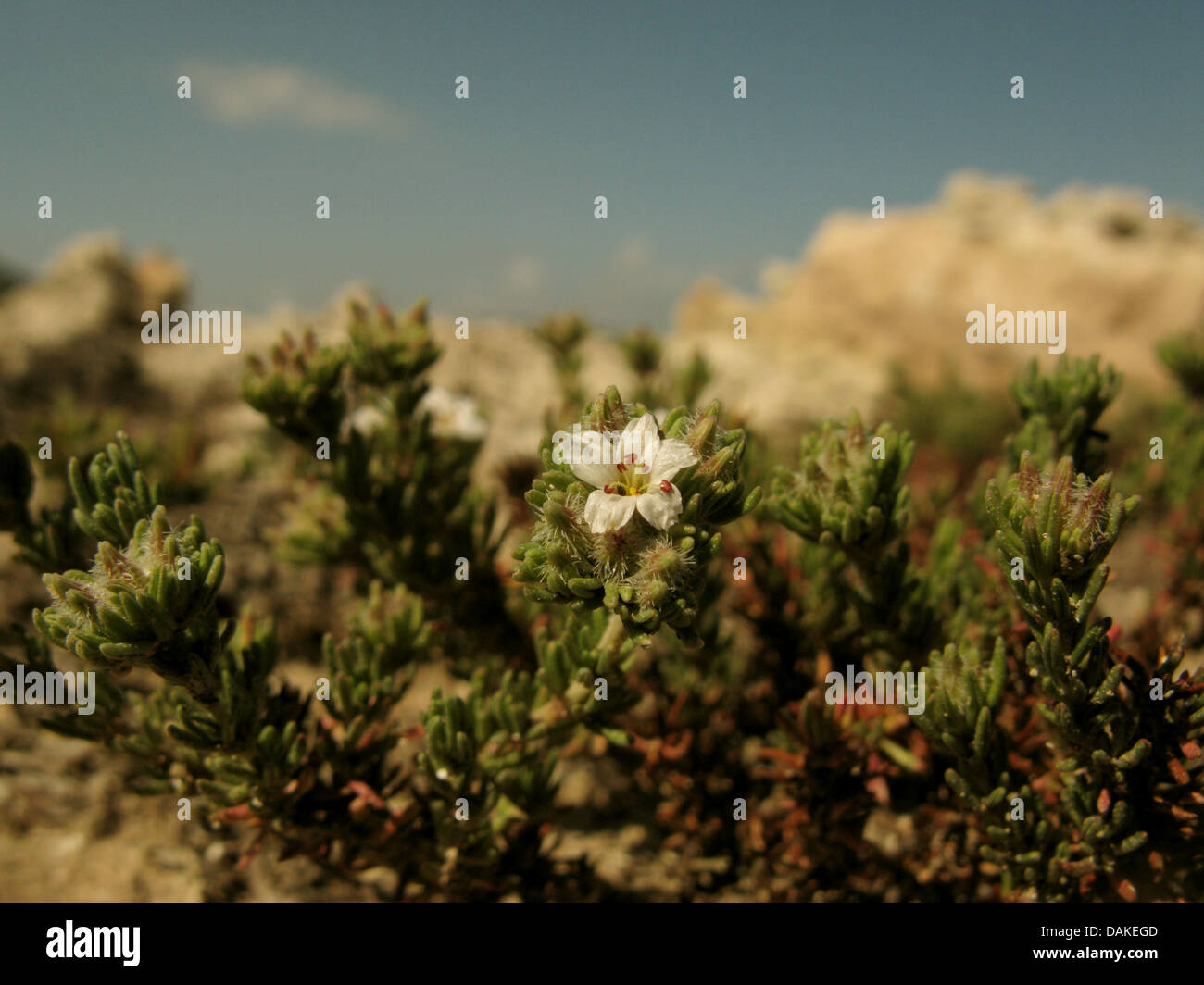 Sea Heath (Frankenia hirsuta), blooming at the coast, halophyte, Greece, Peloponnese Stock Photo