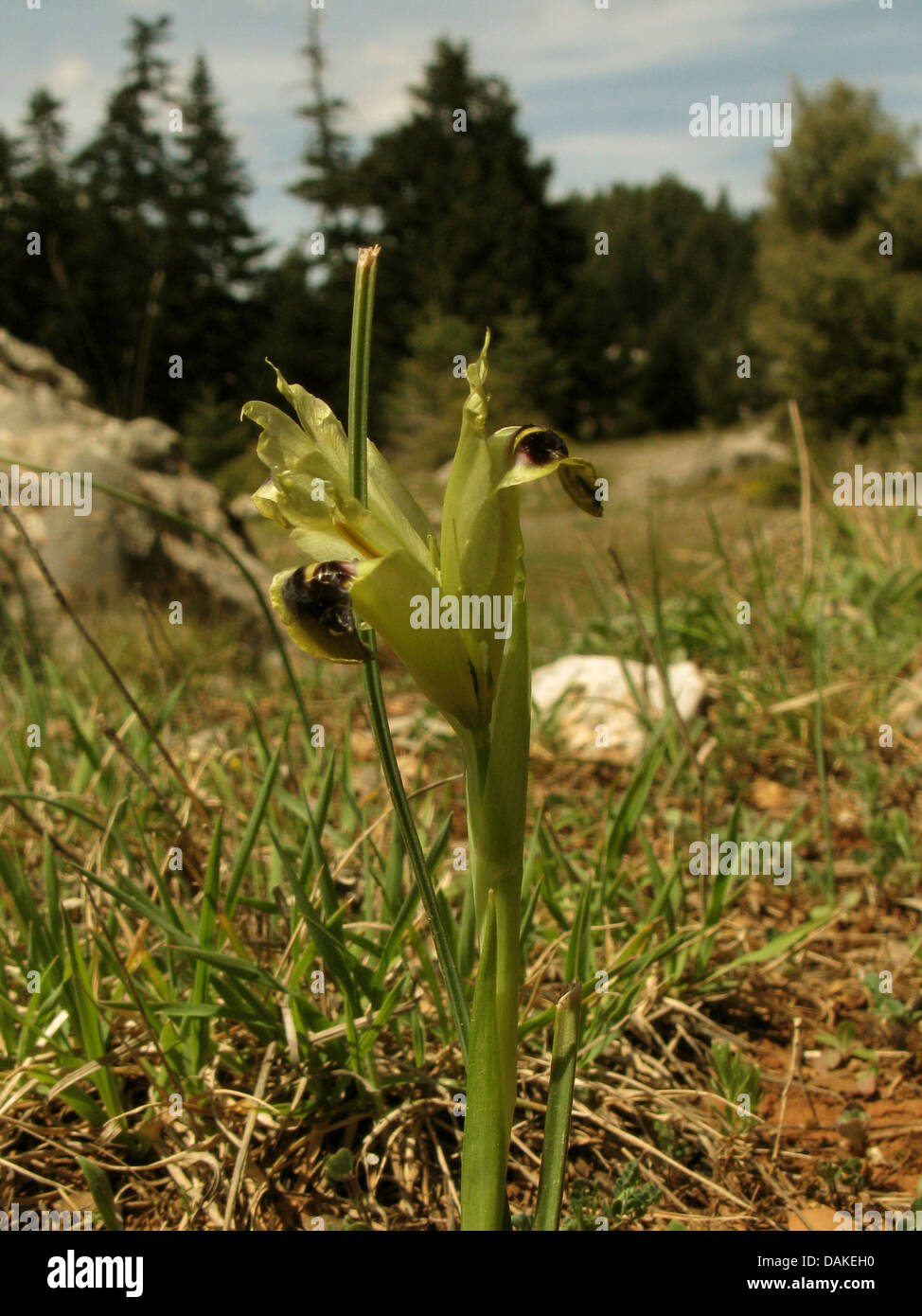 snakeshead iris (Hermodactylus tuberosus, Iris tuberosa), blooming in a meadow, Greece, Peloponnese Stock Photo