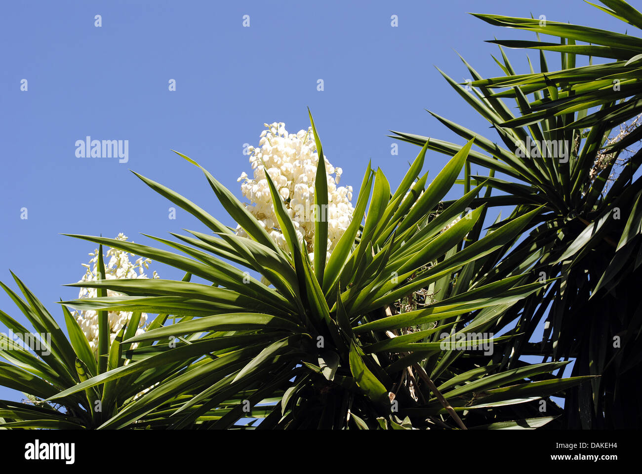 Yucca aloifolia Stock Photo