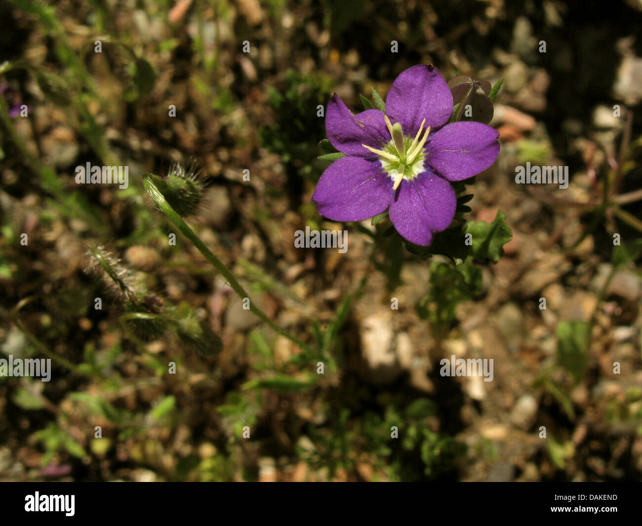 large venus's-looking-glass (Legousia speculum-veneris), blooming, Greece, Peloponnese Stock Photo