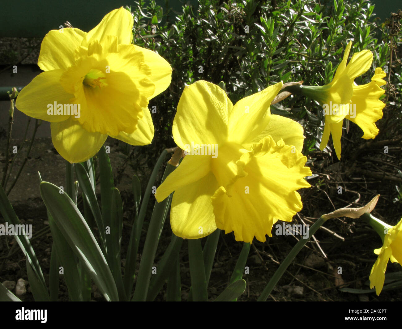 daffodil (Narcissus 'Gigantic Star', Narcissus Gigantic Star), cultivar Gigantic star, flowers in backlight Stock Photo