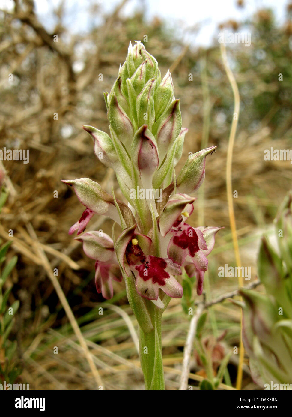 orchids (Orchis coriophora ssp. fragrans), inflorescence, Greece, Peloponnese Stock Photo