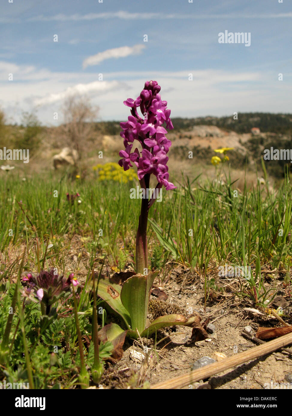 Four spot orchis, Four-spotted Orchis (Orchis quadripunctata), blooming, Greece, Peloponnese, Parnon Stock Photo