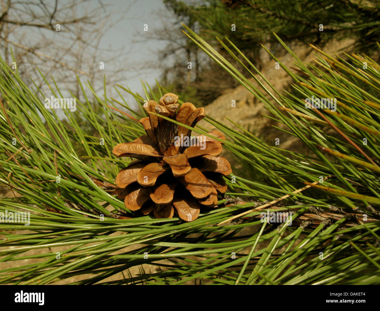 European black pine, Austrian pine, Black Pine, Corsican Pine (Pinus nigra), wild form, branch with cone, Greece, Peloponnese, Arcadia Stock Photo