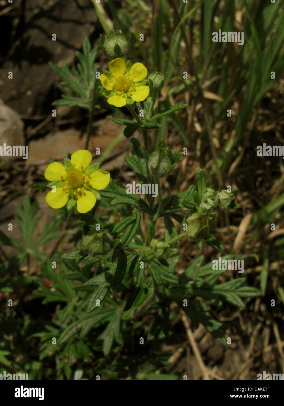 hoary cinquefoil, silvery cinquefoil (Potentilla argentea), blooming, Germany, Rhineland-Palatinate Stock Photo