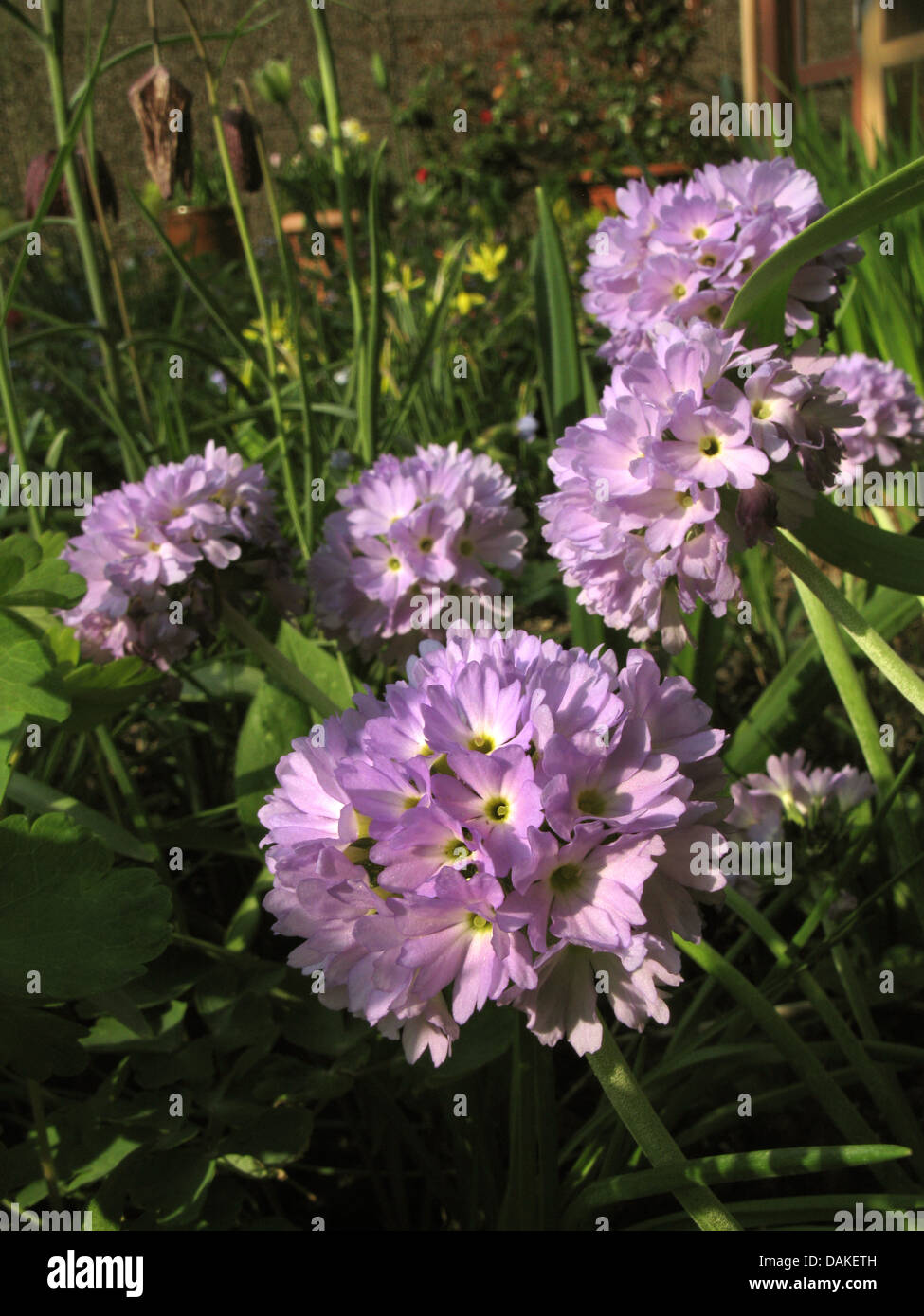 Drumstick Primrose (Primula denticulata), blooming Stock Photo