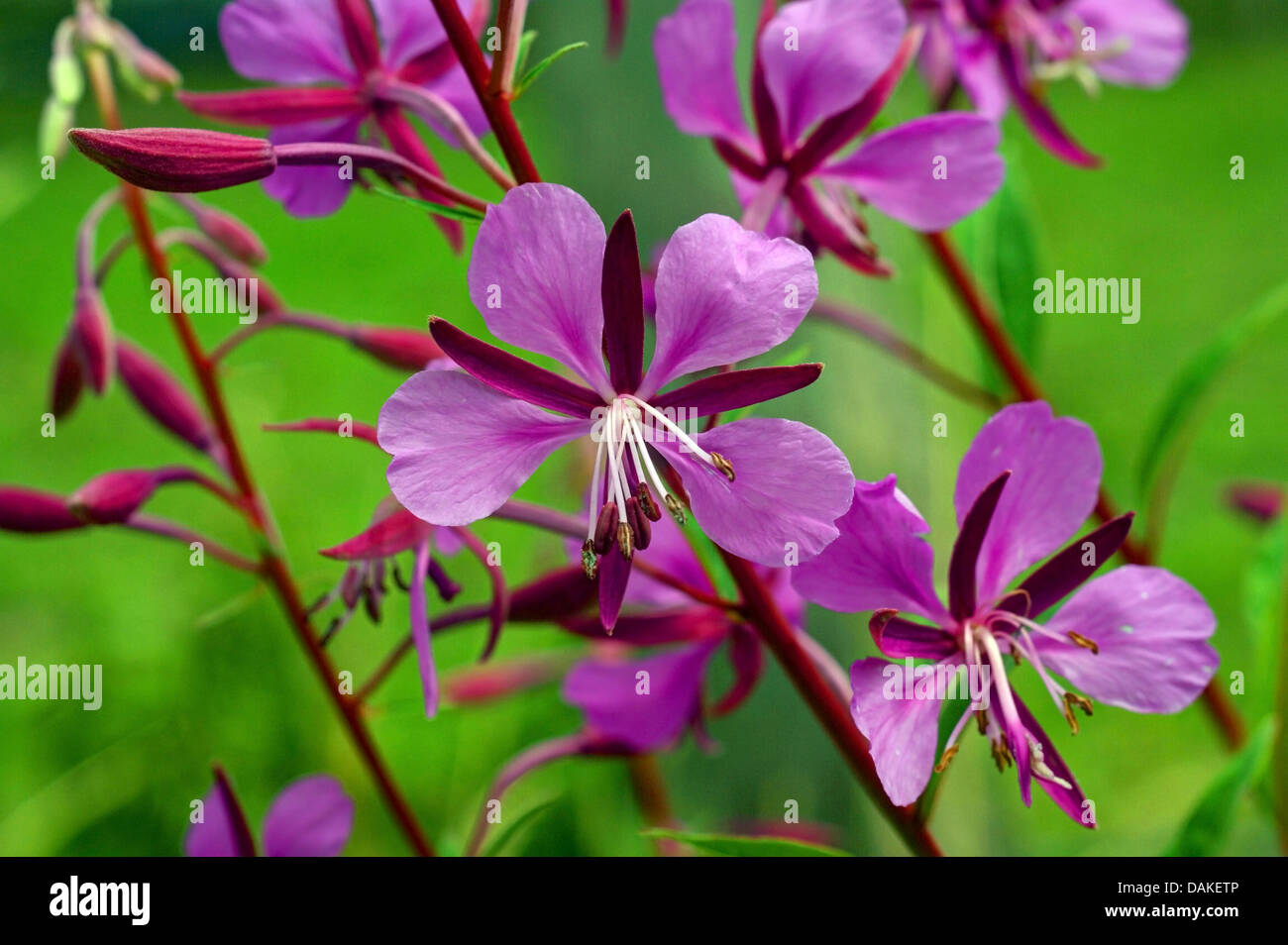 fireweed, blooming sally, rosebay willowherb, great willowherb (Epilobium angustifolium