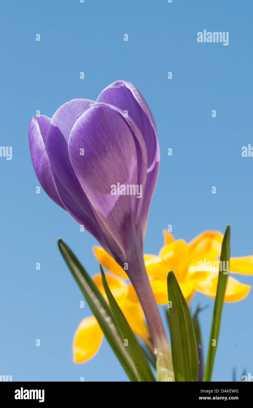 Dutch crocus, spring crocus (Crocus vernus, Crocus neapolitanus), flower against blue sky Stock Photo