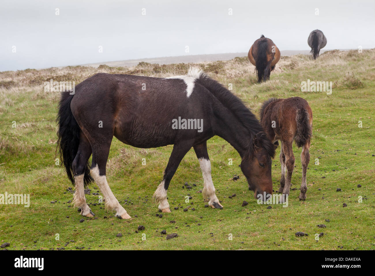 Dartmoor Ponies grazing on Dartmoor in Devon, UK. Stock Photo