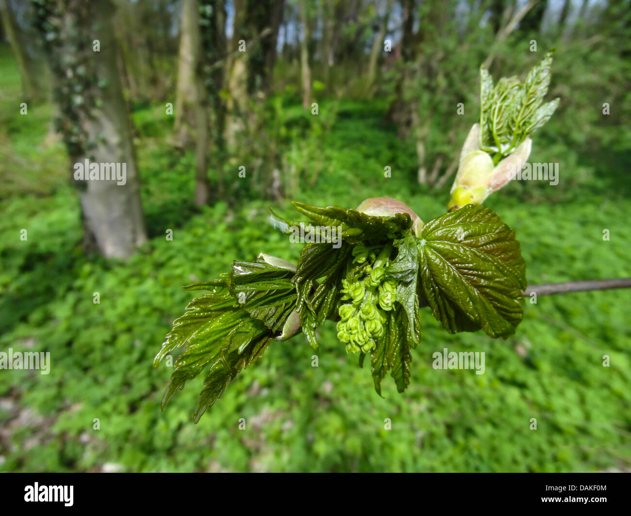 sycamore maple, great maple (Acer pseudoplatanus), leaf shoot in spring, Germany, Lower Saxony Stock Photo