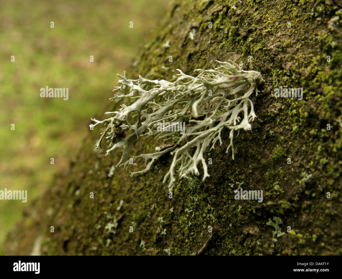 Farinose Cartilage Lichen (Ramalina farinacea), on bark, Germany, North Rhine-Westphalia Stock Photo