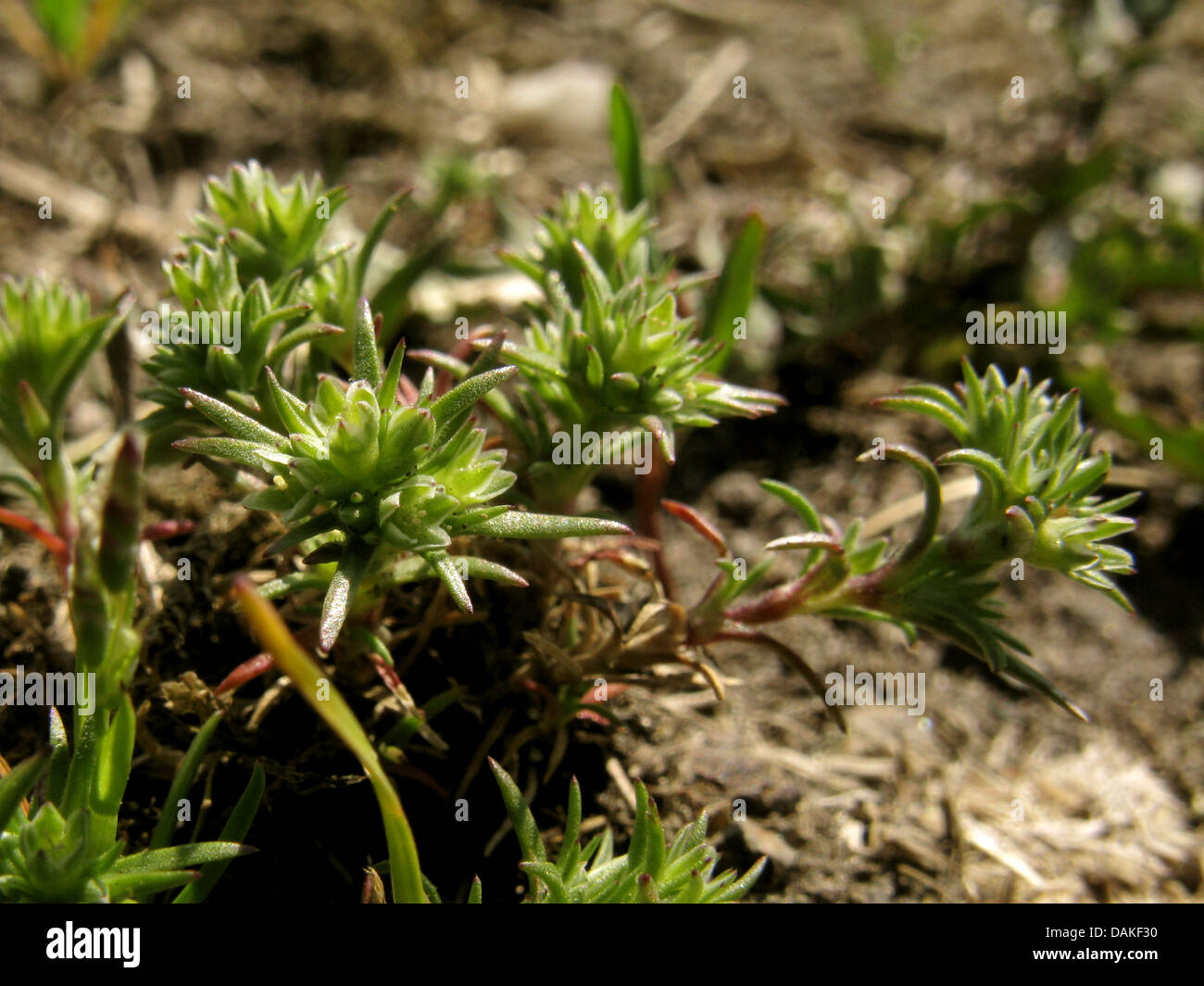 German knotweed, Annual knawel (Scleranthus polycarpos, Scleranthus annuus ssp. polycarpos), blooming, Germany, North Rhine-Westphalia Stock Photo