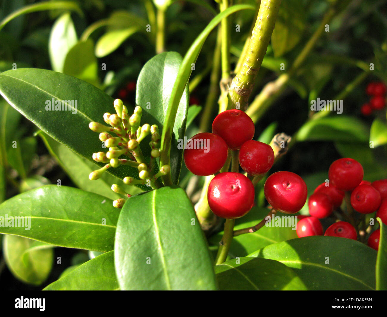 Japanese Skimmia (Skimmia reevesiana, Skimmia japonica ssp. reevesiana), branch with flower buds and ripe fruits Stock Photo