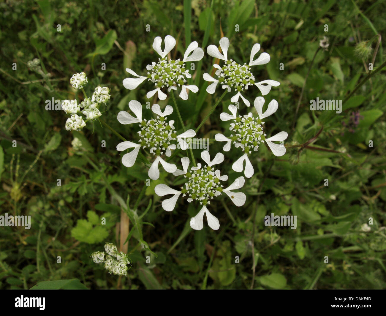 Mediterranean Hartwort (Tordylium apulum), inflorescence, Greece, Peloponnese Stock Photo