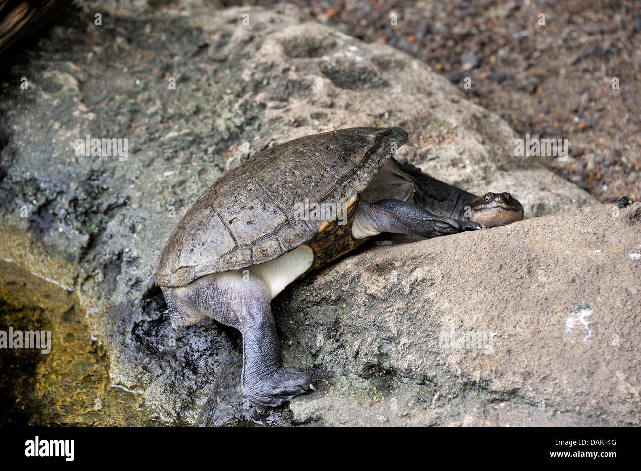 Northern Long necked turtle, Australia Stock Photo Alamy