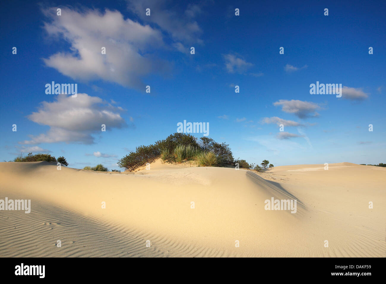 sandy dune landscape, Belgium, Westhoek Naturschutzgebiet Stock Photo