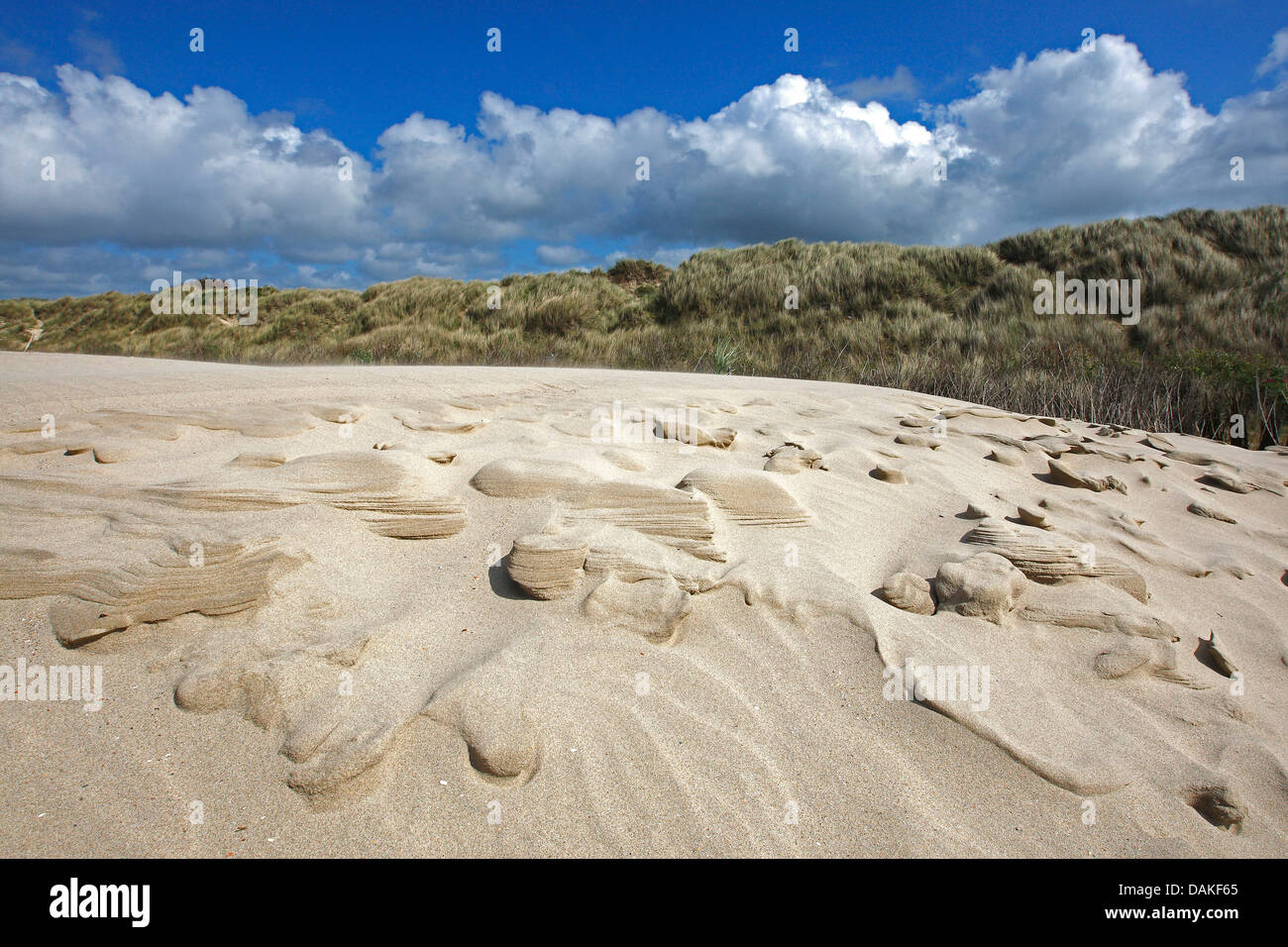 sandy dune landscape, Belgium Stock Photo