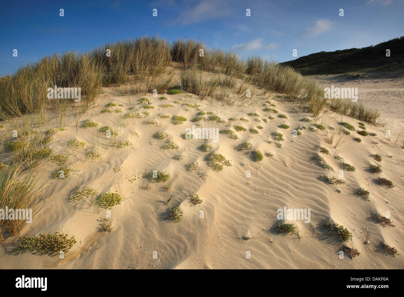 sandy dune landscape, Belgium, Ter Yde Naturschutzgebiet Stock Photo