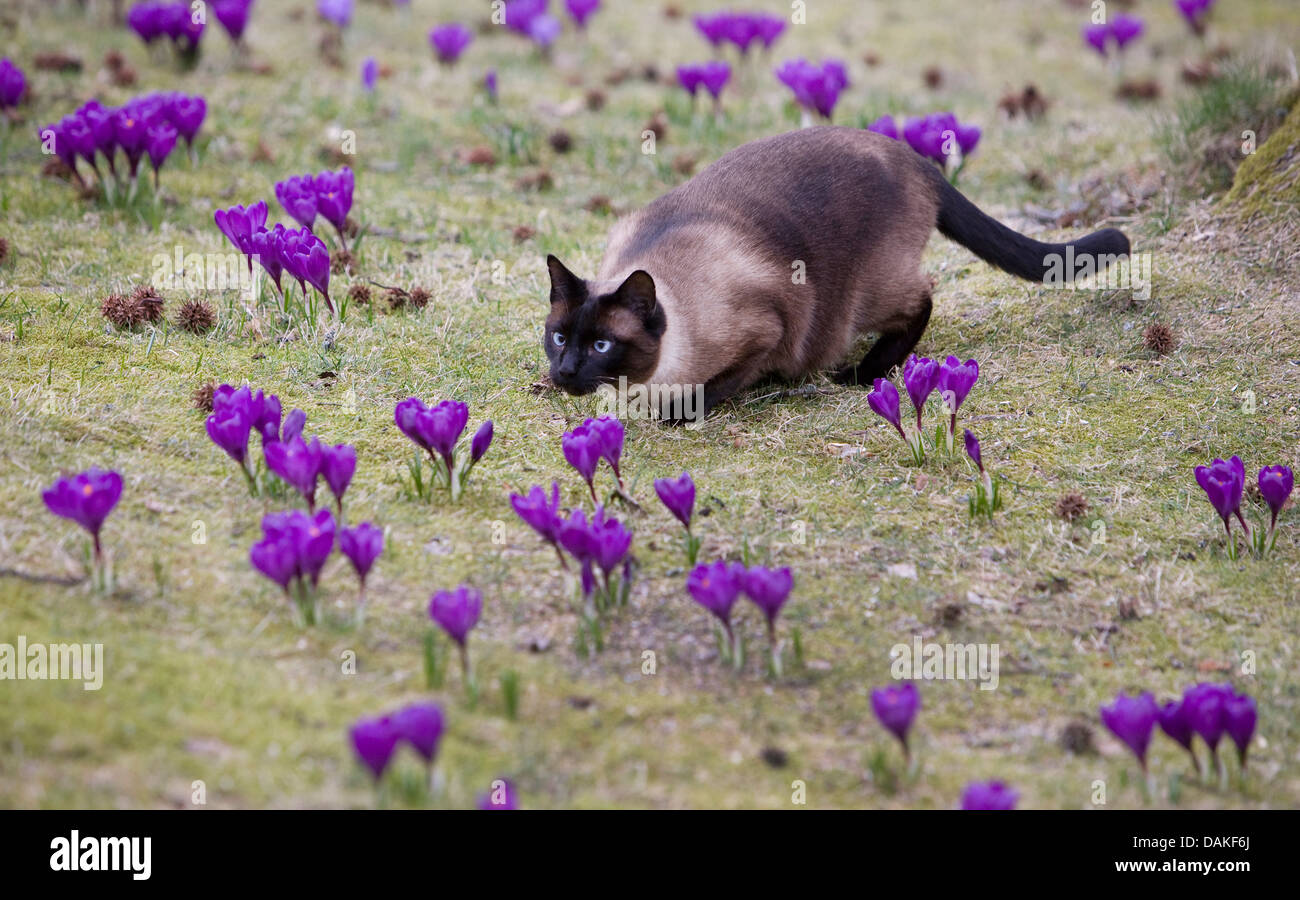 Siamese, Siamese cat (Felis silvestris f. catus), ready for a jump between crocuses in a meadow, Germany Stock Photo