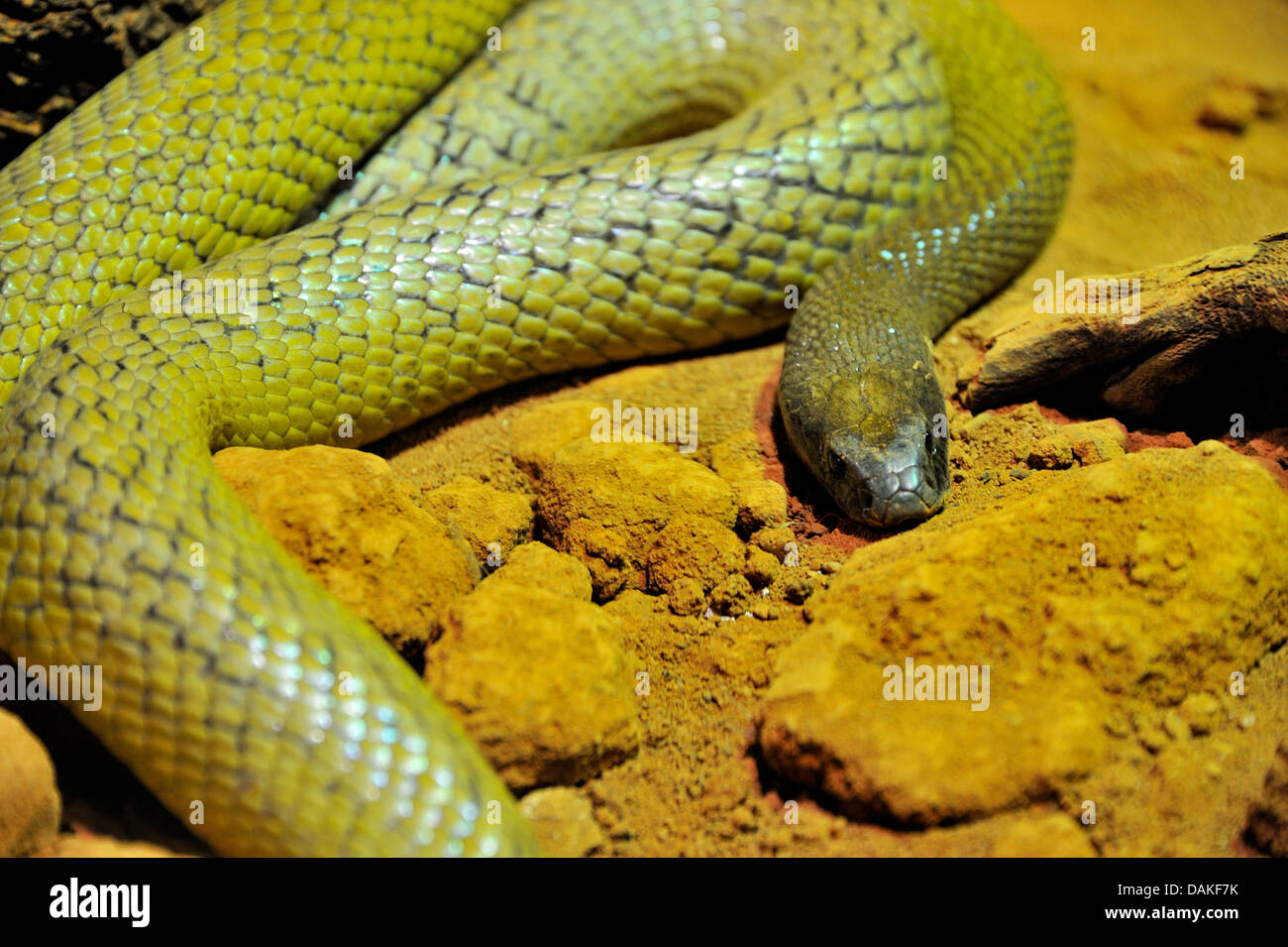 nland Taipan, (Oxyuranus microlepidotus), most venomous land snake of