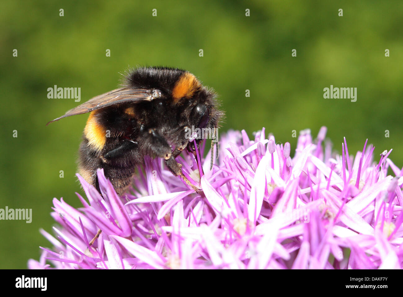 Bumblebee nectar feeding Stock Photo