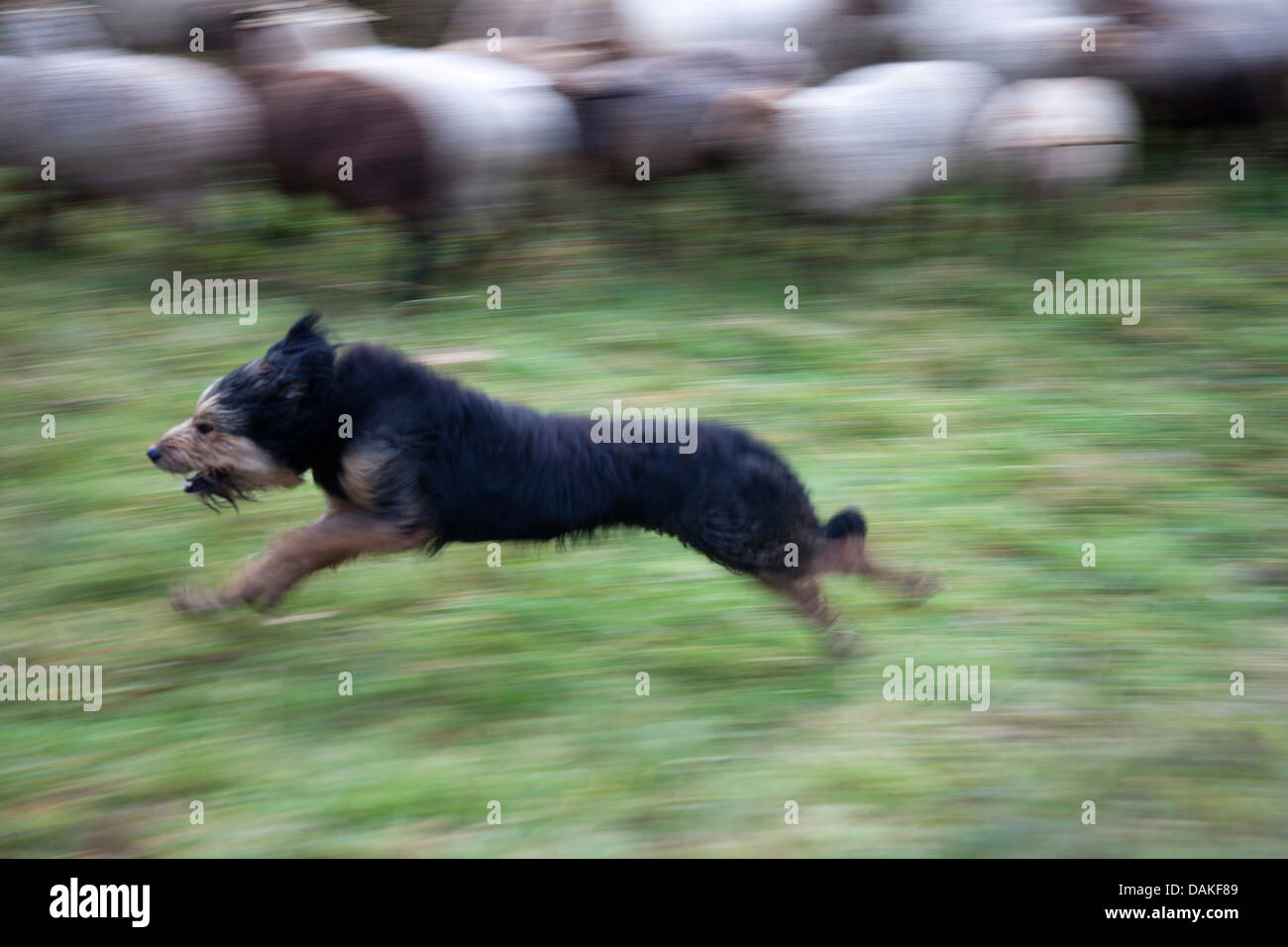 domestic sheep (Ovis ammon f. aries), sheepdog tending sheep, Germany Stock Photo