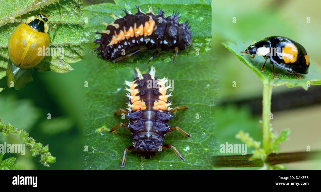 multicoloured Asian beetle (Harmonia axyridis), two larvae and two