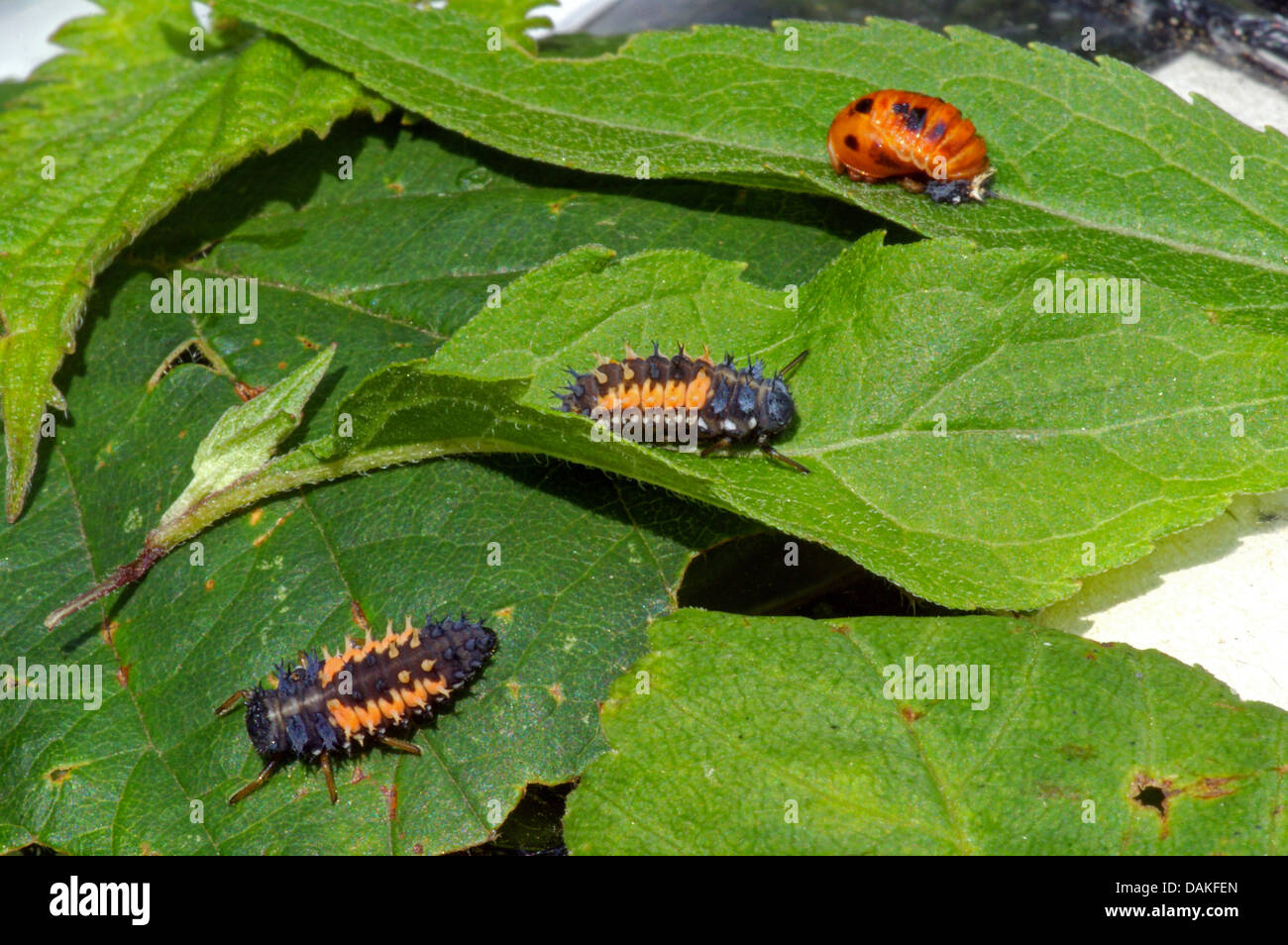 Beetle larva pupa hi-res stock photography and images - Alamy