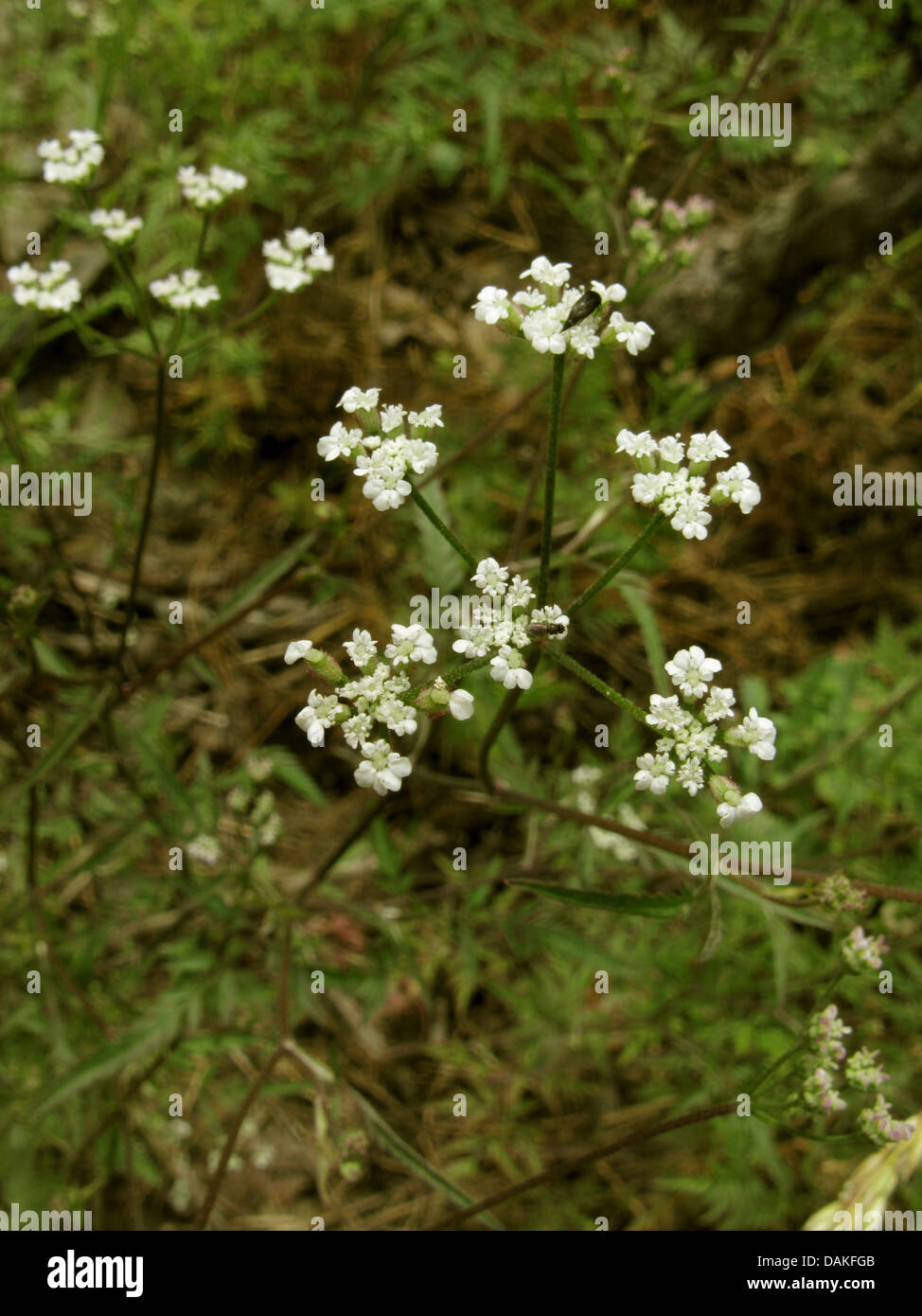 Hedge parsley, Spreading hedgeparsley (Torilis arvensis