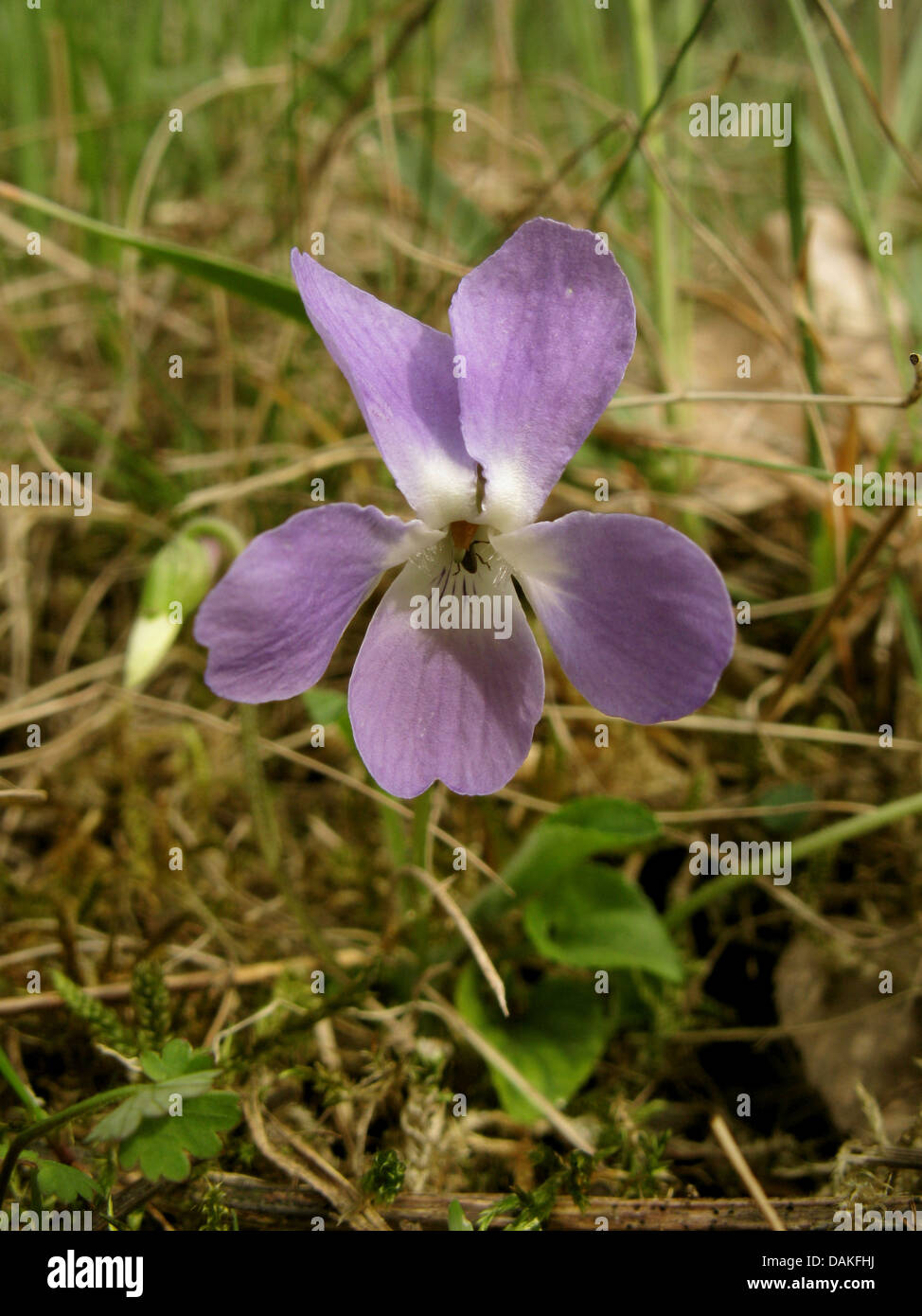 Hairy violet (Viola hirta), flower, Germany, North Rhine-Westphalia Stock Photo
