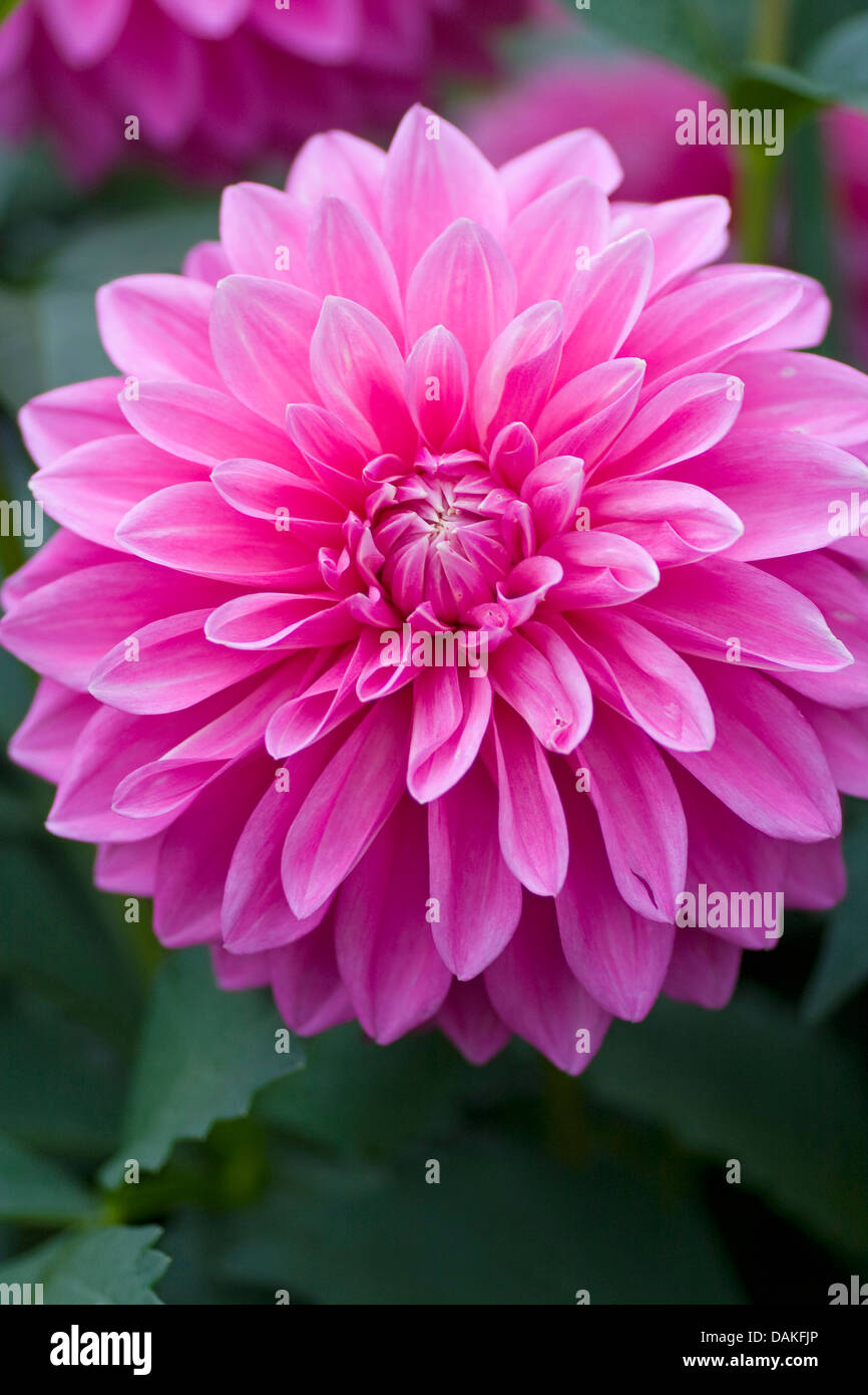 georgina (Dahlia 'Bargaly Blush', Dahlia Bargaly Blush), cultivar Bargaly Blush Stock Photo
