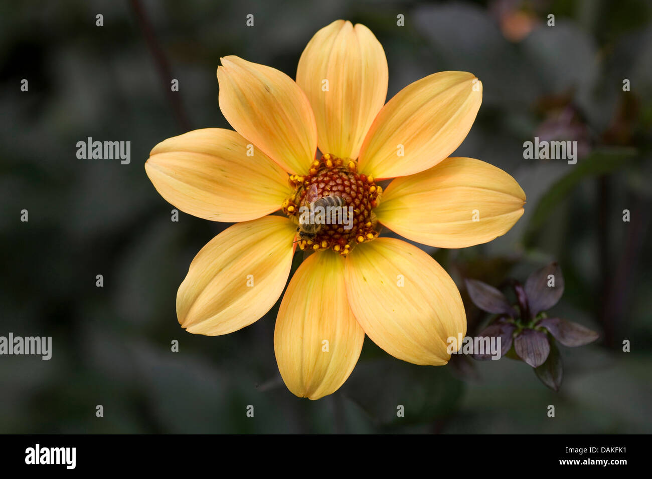georgina (Dahlia 'Bishop of York', Dahlia Bishop of York), cultivar Bishop of York Stock Photo