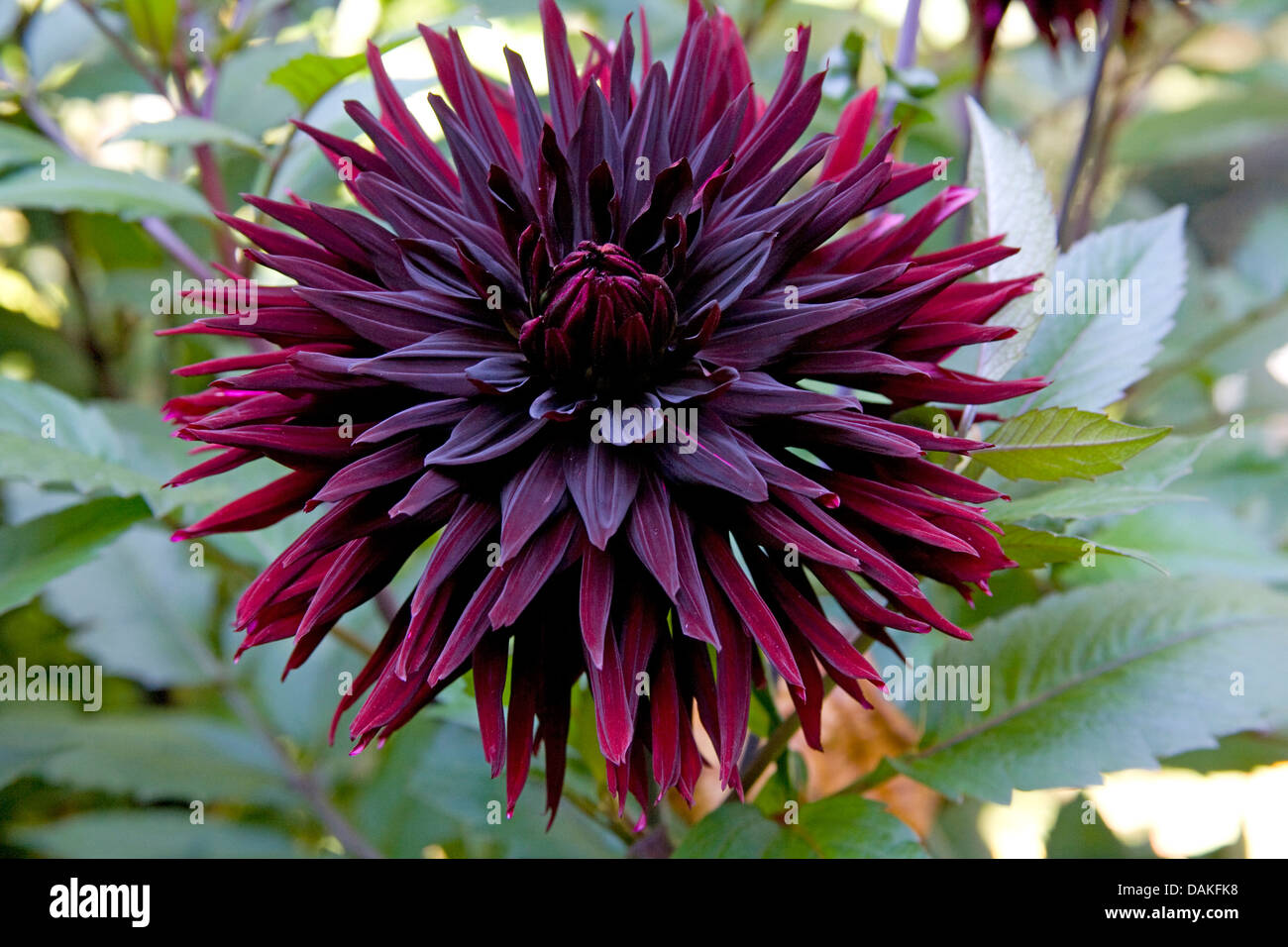 Georgina dahlia black jack hi-res stock photography and images - Alamy