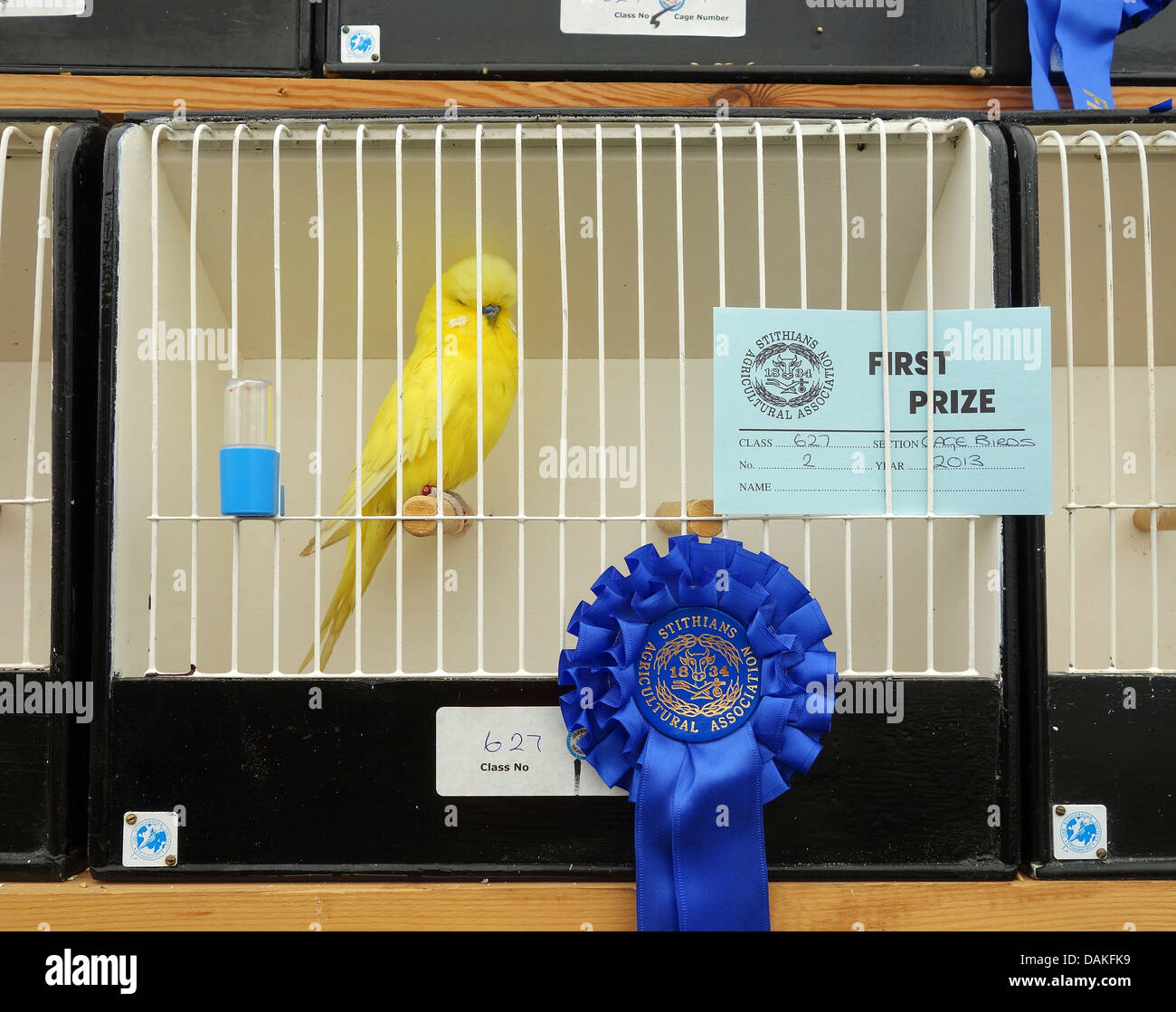 A prize winning yellow budgerigar Stock Photo