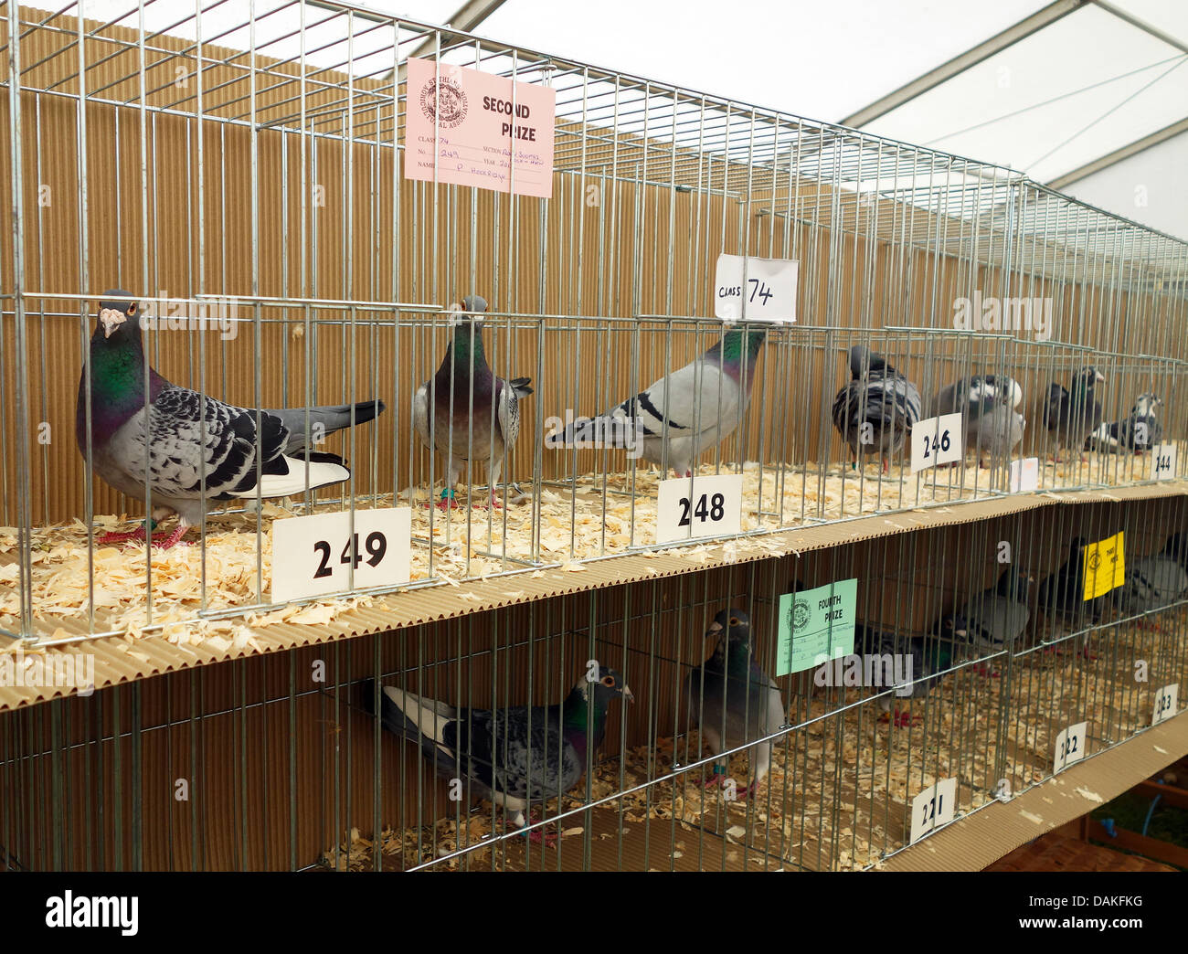 The homing pigeon section at the Stithians farming and agricultural show in Cornwall, UK Stock Photo