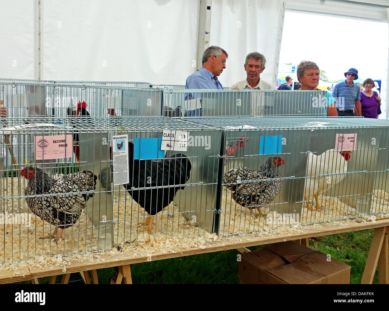 The Poultry section at the Stithians farming and agricultural show in Cornwall, UK Stock Photo
