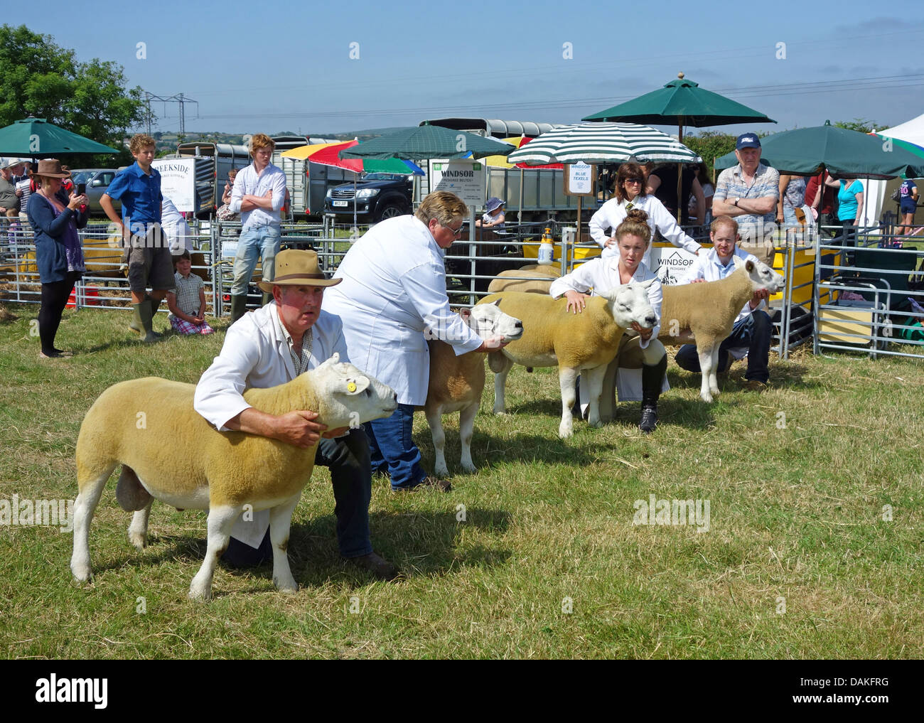 Showing Beltex sheep at the Stithians farming and agricultural show in Cornwall, UK Stock Photo