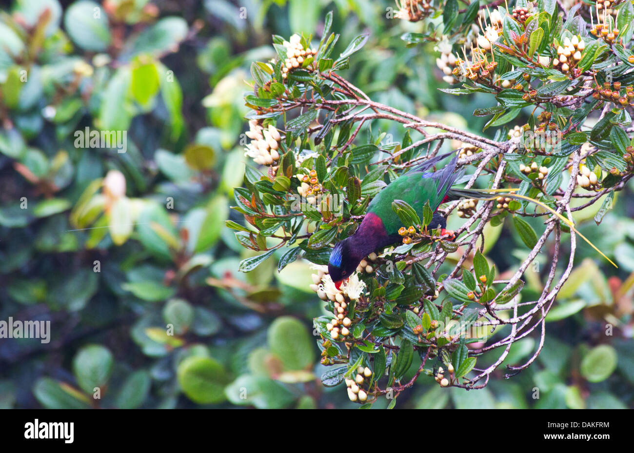 Papuan Lorikeet (Charmosyna papou) feeding on flowers in misty cloud forest in Enga Province, Papua New Guinea Stock Photo