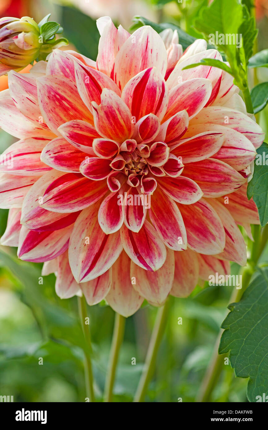 Captivating Dahlia Figaro Capture Digital Art Captivating Dahlia Figaro Capture Digital Art