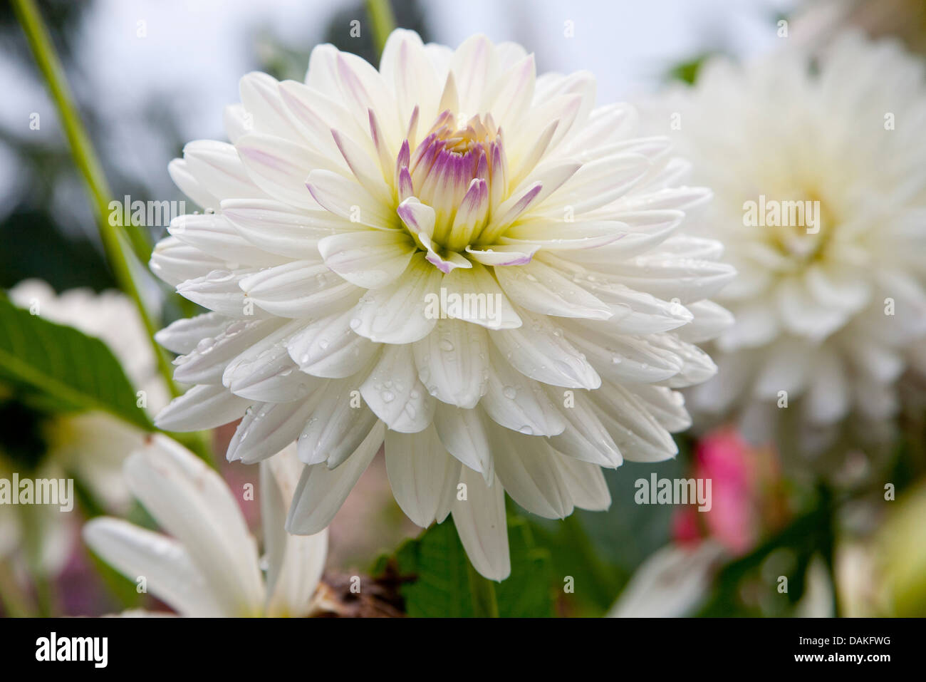 georgina (Dahlia 'Flirt', Dahlia Flirt), cultivar Flirt Stock Photo