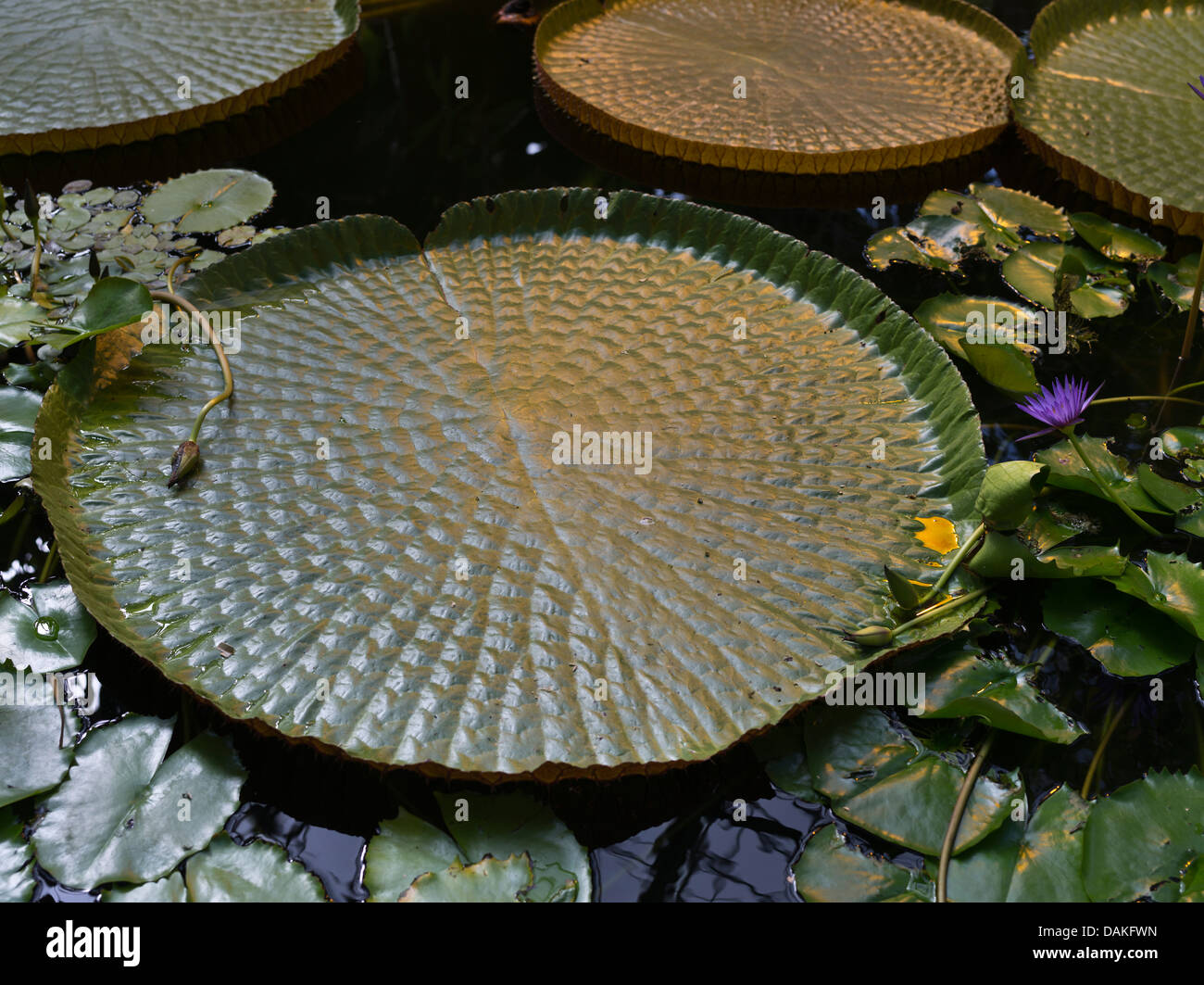 dh Victoria amazonica LILIES FLOWERS NEW ZEALAND NZ Domain