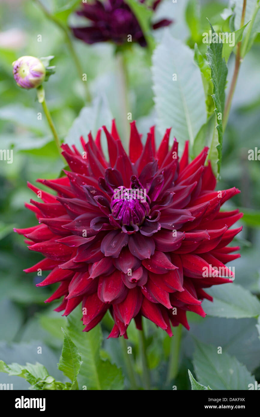 georgina (Dahlia 'Hapet Wow', Dahlia Hapet Wow), cultivar Hapet Wow Stock Photo