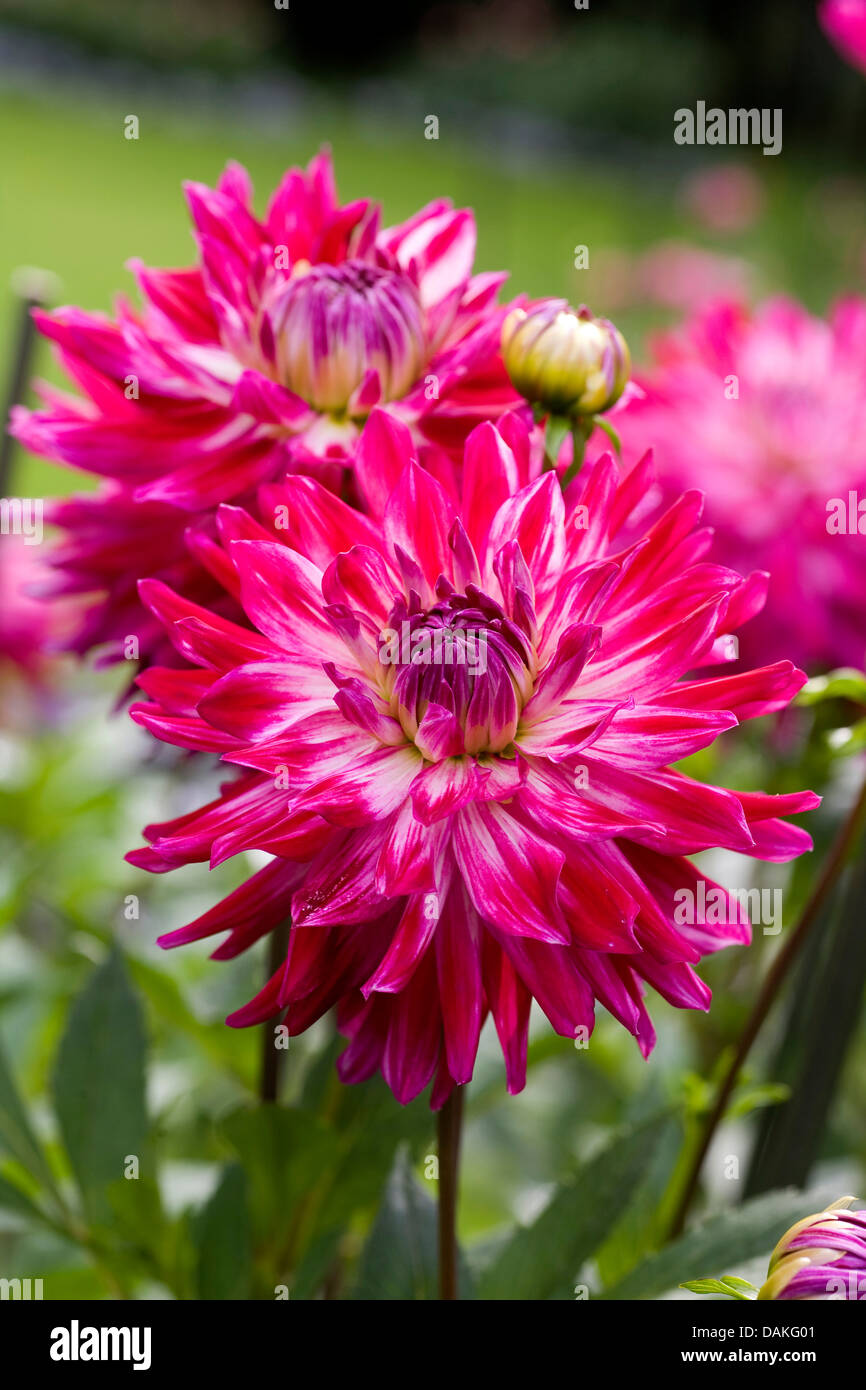 Pink white striped dahlia hi-res stock photography and images - Alamy
