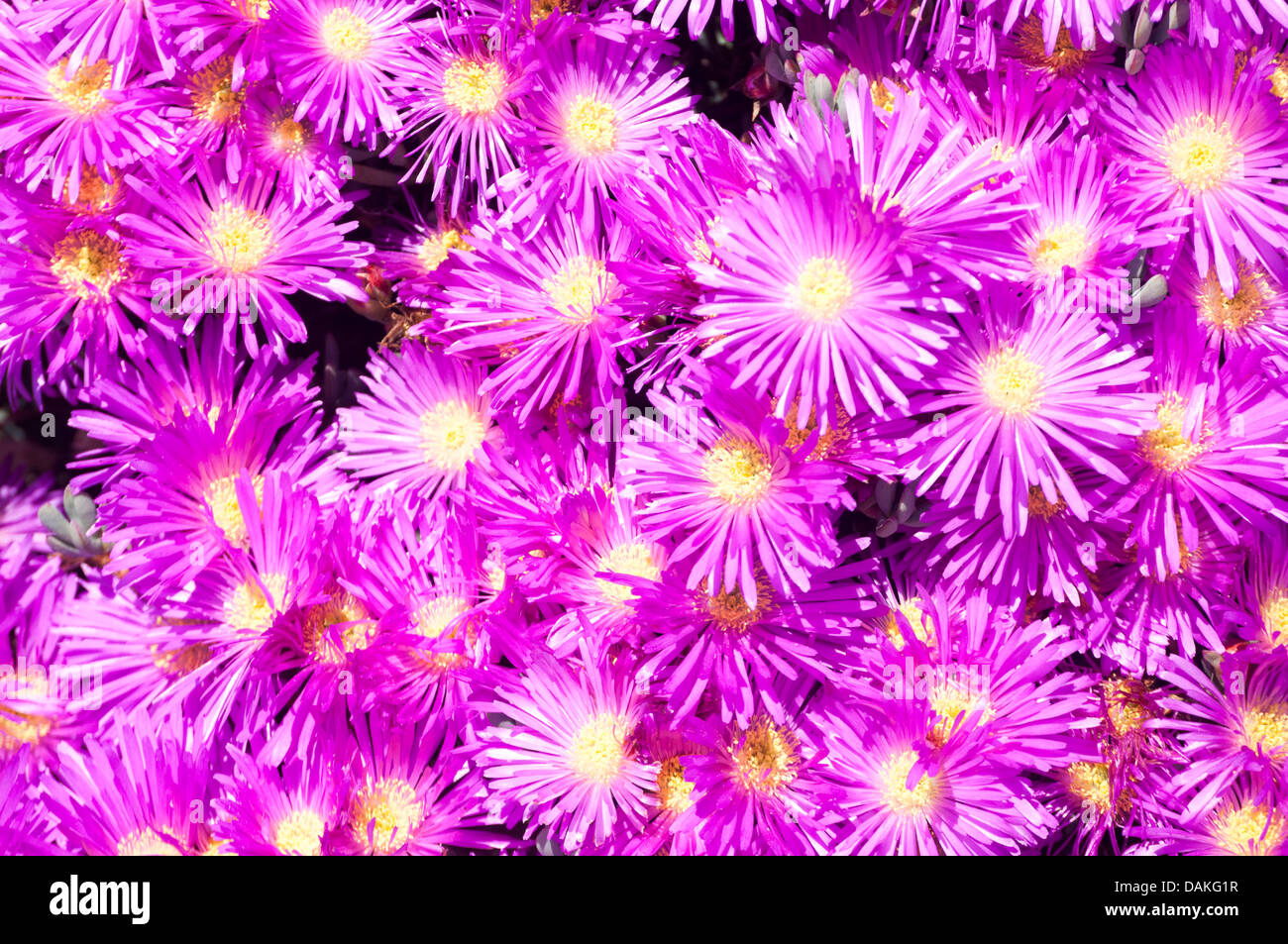 Mesembryanthemums Stock Photo