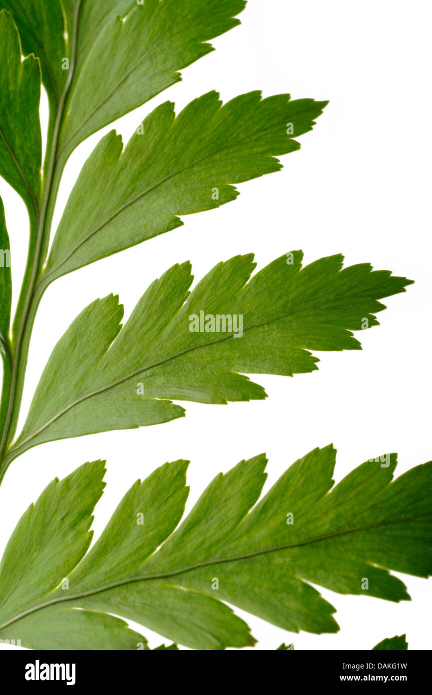 green fern leaf Stock Photo