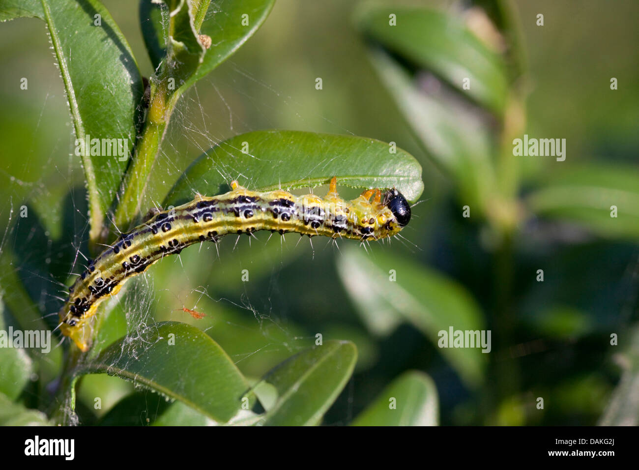 Box Tree Moth (Glyphodes perspectalis, Cydalima perspectalis), caterpillar at boxwood, Germany Stock Photo