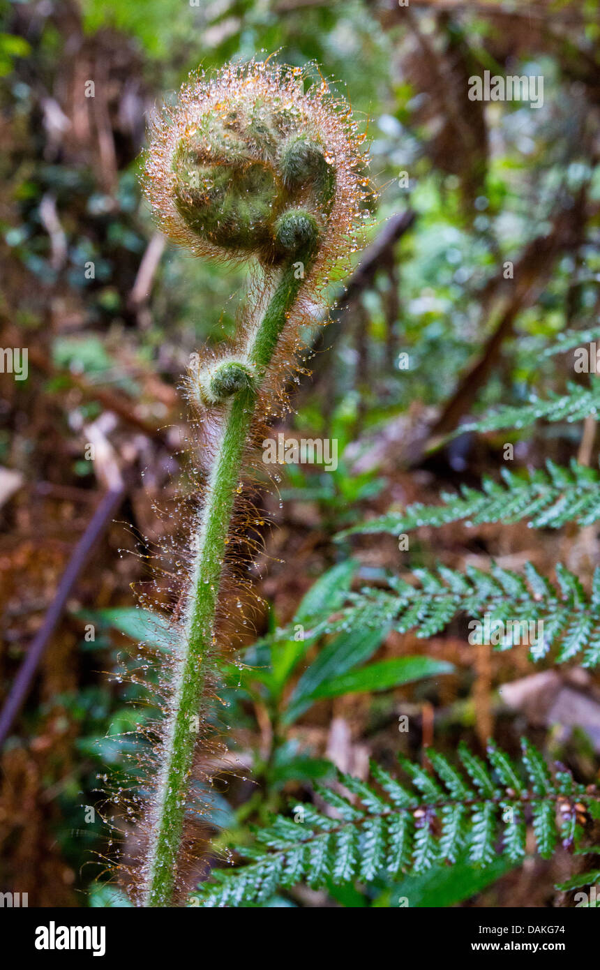 New growth (fiddlehead) on a tree fern in cloud forest in the Papua New Guinea highlands Stock Photo