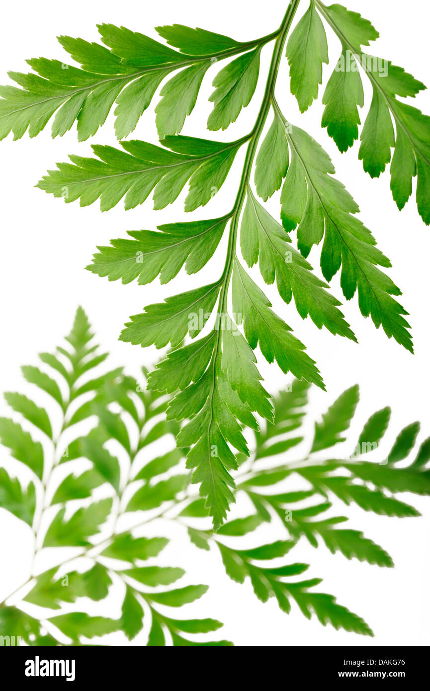 Green fern leaf hi-res stock photography and images - Alamy
